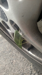 Microcentrum rhombifolium