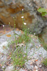 Erigeron arenarioides