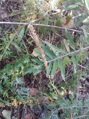 Veronica spuria