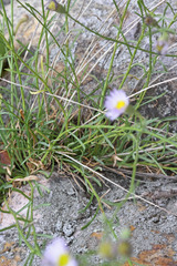 Erigeron arenarioides