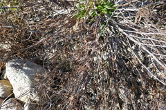 Centranthus ruber