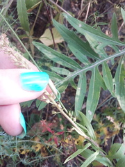 Veronica spuria