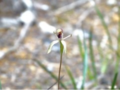 Caladenia atradenia
