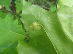 Taphrina caerulescens