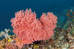 Melithaea