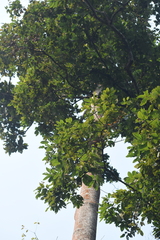 Dipterocarpus retusus