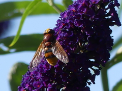 Volucella zonaria