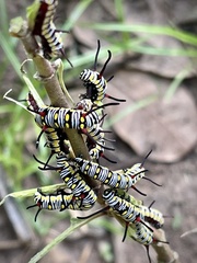 Danaus chrysippus orientis