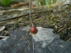 Harmandiola