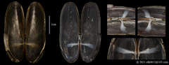Siliqua pulchella