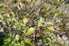 Centranthus ruber