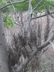 Paulownia witches-broom phytoplasma