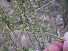 Poa sphondylodes