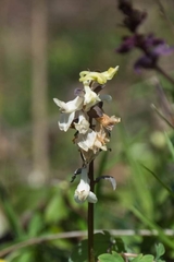 Corydalis cava