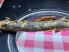 Diatrype decorticata