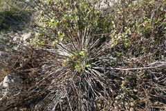 Centranthus ruber