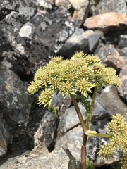 Anisotome pilifera