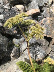 Anisotome pilifera