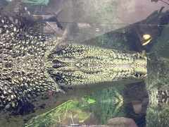 Crocodylus rhombifer