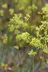 Eriogonum brevicaule brevicaule