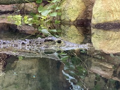 Crocodylus rhombifer