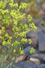 Eriogonum brevicaule brevicaule