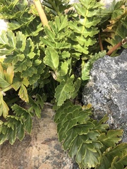 Anisotome pilifera