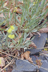 Eriogonum brevicaule brevicaule