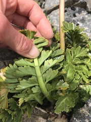 Anisotome pilifera