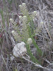 Lepidium campestre