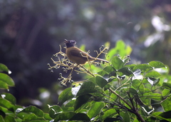 Rubigula flaviventris