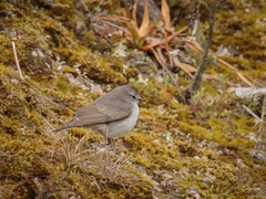 Muscisaxicola alpinus