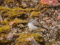 Muscisaxicola alpinus