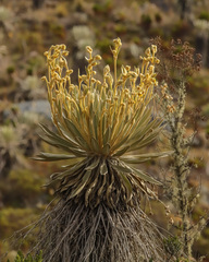 Espeletia