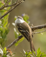 Mecocerculus leucophrys