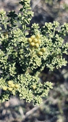 Oedera genistifolia