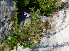 Clinopodium nepeta