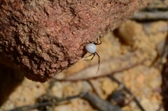 Latrodectus pallidus