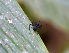 Myrmhopla