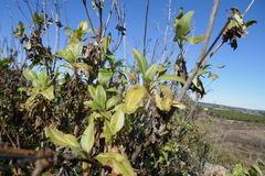 Centranthus ruber