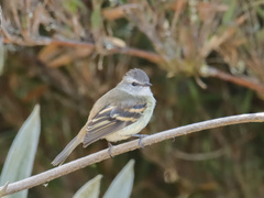 Phyllomyias uropygialis