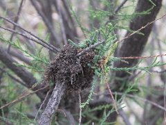 Phytoplasma tamaricis