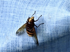 Volucella zonaria