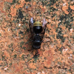 Brachygastra