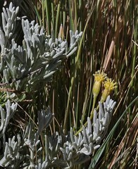 Senecio filaginoides