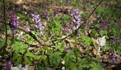 Corydalis cava