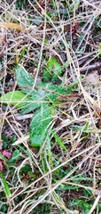 Lactuca virosa