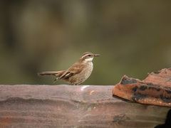 Cinclodes albidiventris