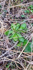 Lactuca virosa