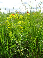 Euphorbia esula